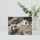 メルカート ポストカード (スタンド正面)