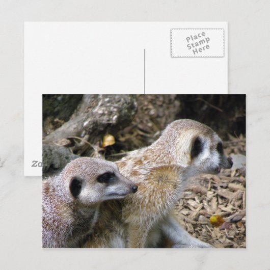 メルカート ポストカード (正面/裏面)