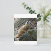 メルカート ポストカード (スタンド正面)