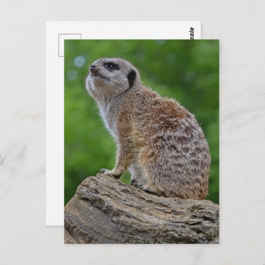 メルカート《写真》ぼけ味はがき ポストカード (正面/裏面)