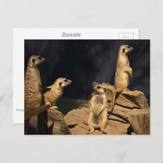 メルカ ポストカード (正面/裏面)