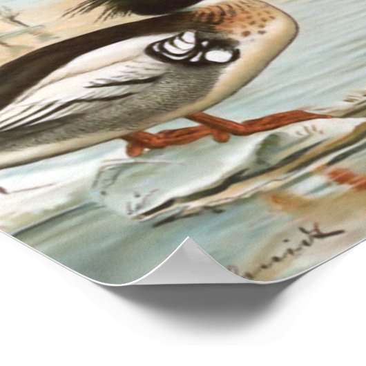 メルガンサーズヴィンテージバードイラストレーション ポスター (角)