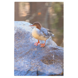 メルガンザー メタルプリント