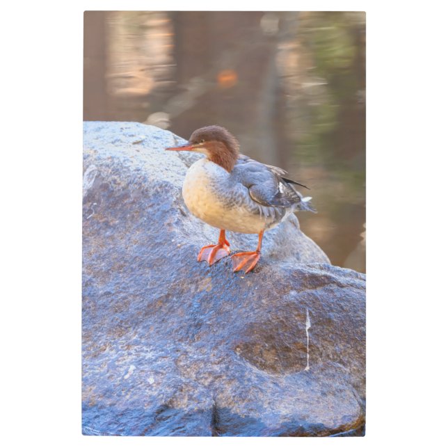 メルガンザー メタルプリント (正面)