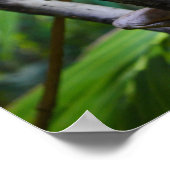 メルテンの水モニターのポスター ポスター (角)