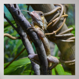 メルテンの水モニターのポスター ポスター