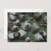 メルブ。ボタニックガーデンズ1はがき ポストカード (正面/裏面)