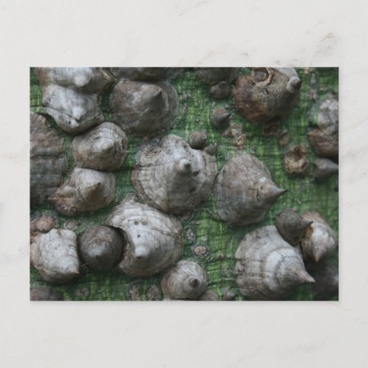 メルブ。ボタニックガーデンズ1はがき ポストカード (正面)