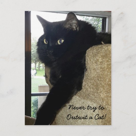 メルリンザキャット引用文 ポストカード (正面)