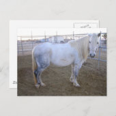 メルリンポストカード ポストカード (正面/裏面)