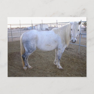 メルリンポストカード ポストカード