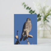 メルリン葉書 ポストカード (スタンド正面)