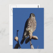 メルリン葉書 ポストカード (正面/裏面)