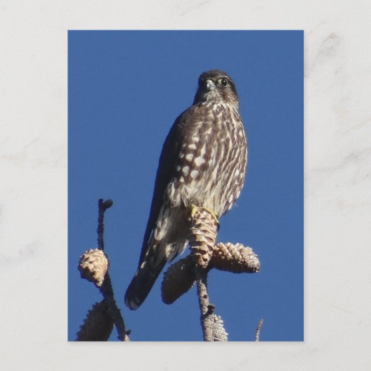 メルリン葉書 ポストカード (正面)