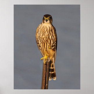 メルリン ポスター