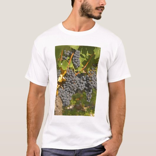 メルローの房が熟したブドウのつる - シャトー Tシャツ (正面)