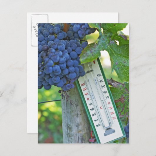 メルロ葡萄でシャトーラグレイブフィゲアック， a ポストカード (正面/裏面)