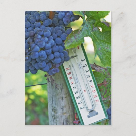 メルロ葡萄でシャトーラグレイブフィゲアック， a ポストカード (正面)