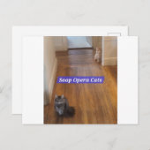 メロドラマ(SOAP)キャッツのはがき ポストカード (正面/裏面)