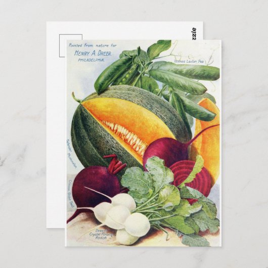 メロンフルーツシードガーデンヴィンテージ葉書 ポストカード (正面/裏面)