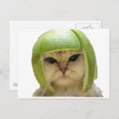 メロン猫 ポストカード (正面/裏面)