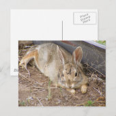 メローバニー ポストカード (正面/裏面)