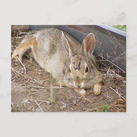 メローバニー ポストカード (正面)