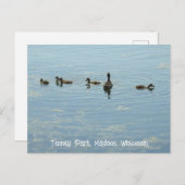 メンドタマディソンウィスコンシン湖で泳ぐアヒル ポストカード (正面/裏面)