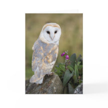 メンフクロウおよびFoxglove