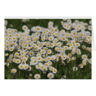 メーデーのデイジー