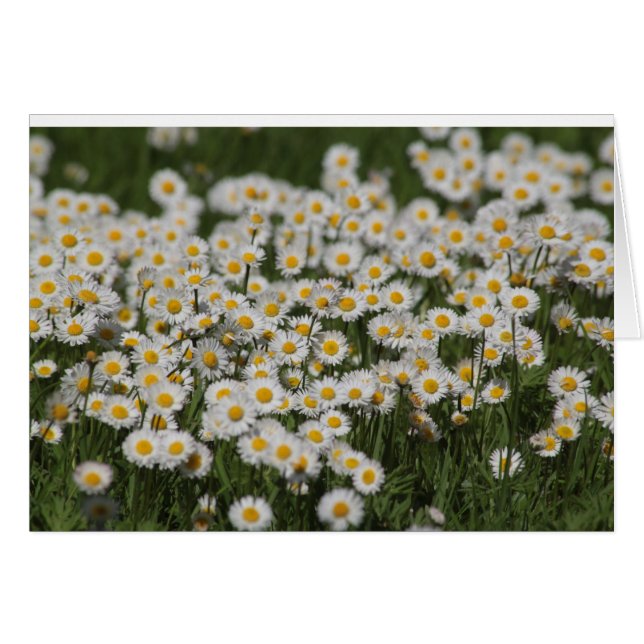 メーデーのデイジー (正面横)