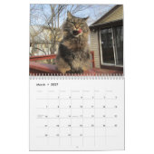 メーヌクーンキティ猫カレンダー カレンダー (3月 2027)