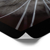 メーヌクーンキャットクローズアップ ポスター (角)