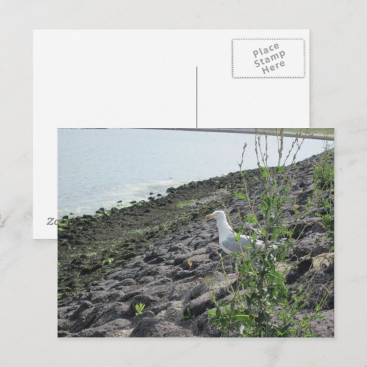 メーブ ポストカード (正面/裏面)