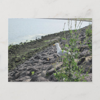 メーブ ポストカード