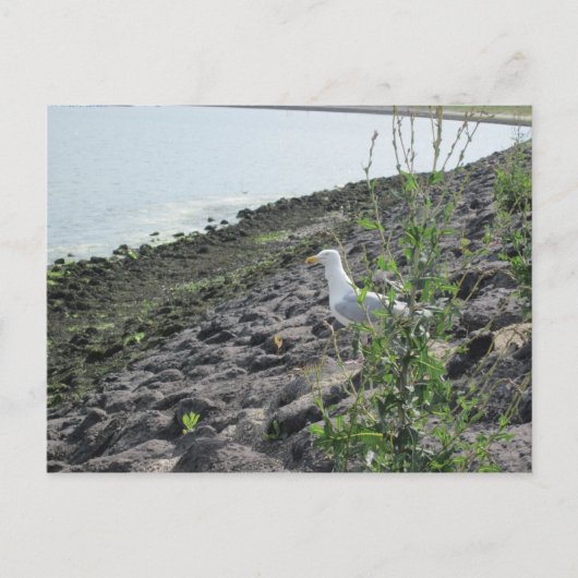 メーブ ポストカード (正面)