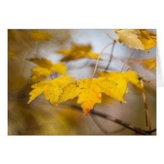 メープルグロー