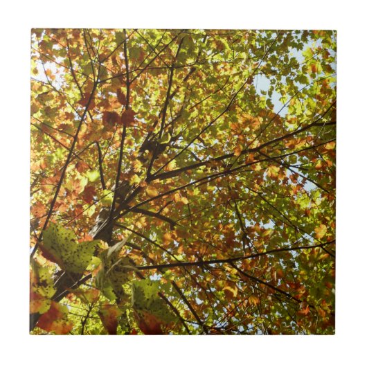 メープルツリーの緑と金ゴールドの秋色の変更 タイル (正面)
