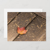 メープルリーフミニマル秋写真 ポストカード (正面/裏面)