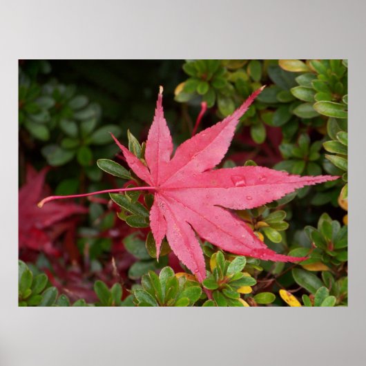 メープルリーフ日本の ポスター (正面)