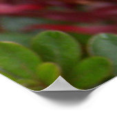 メープルリーフ日本の ポスター (角)