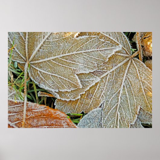 メープル凍っていポスター ポスター (正面)