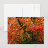 メープル日本のイン秋 ポストカード (正面/裏面)