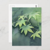 メープル日本のウォーター色 ポストカード (正面/裏面)