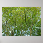 メープル日本の ポスター (正面)