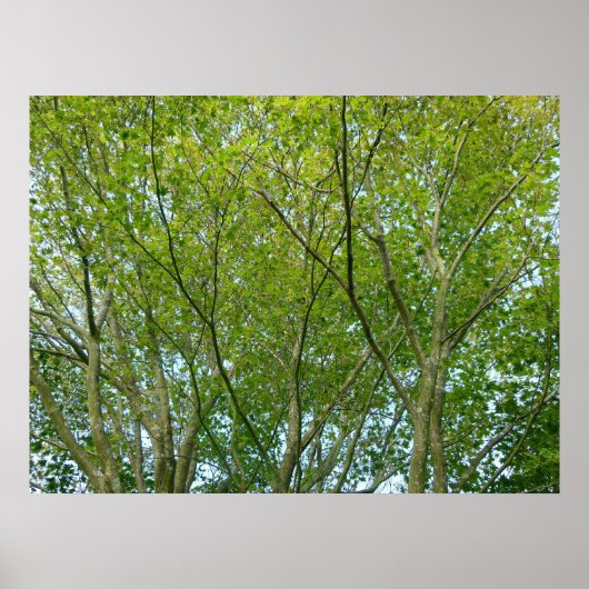 メープル日本の ポスター (正面)