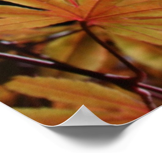 メープル日本の(2) -花の写真 ポスター (角)