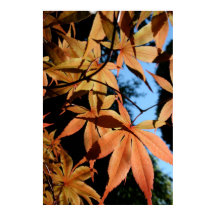 メープル日本の(2) -花の写真