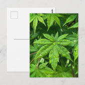 メープル春 ポストカード (正面/裏面)