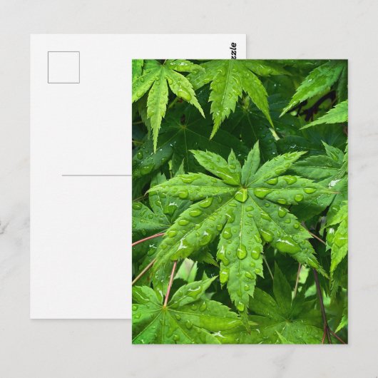 メープル春 ポストカード (正面/裏面)